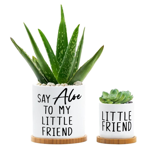 Say Aloe to My Little Friend